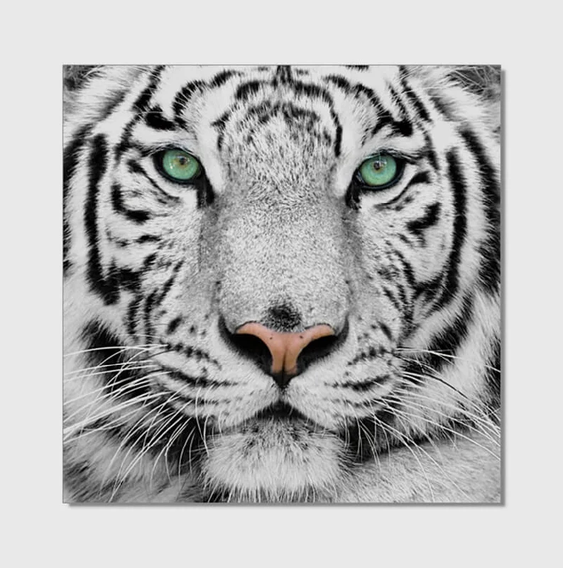 Vintage tin candle holder-White Tiger Acrylic Print Unframed Wall Art